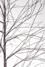 Load image into Gallery viewer, Orlando Store™ - Albero Bunch 600 Microled H120