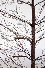 Orlando Store™ - Albero Bunch 2700 MICROLED H240