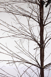 Orlando Store™ - Albero Bunch 3120 MICROLED H270