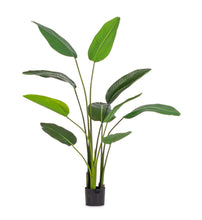 Load image into Gallery viewer, Orlando Store™ - Pianta Sterlitzia 10 Foglie H150
