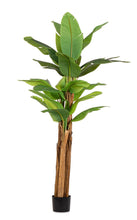 Load image into Gallery viewer, Orlando Store™ - Pianta Banano 22 Foglie H240
