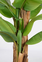 Load image into Gallery viewer, Orlando Store™ - Pianta Banano 22 Foglie H240
