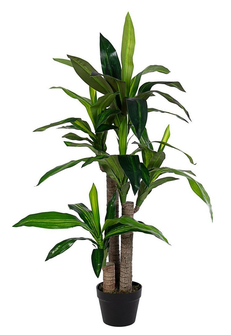 Orlando Store™ - Pianta Dracaena H110