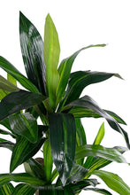 Load image into Gallery viewer, Orlando Store™ - Pianta Dracaena H110
