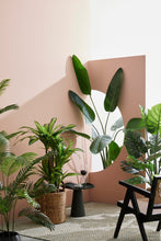 Load image into Gallery viewer, Orlando Store™ - Pianta Dracaena H110
