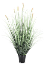Load image into Gallery viewer, Orlando Store™ - Pianta Pennisetum H90
