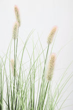 Load image into Gallery viewer, Orlando Store™ - Pianta Pennisetum H90
