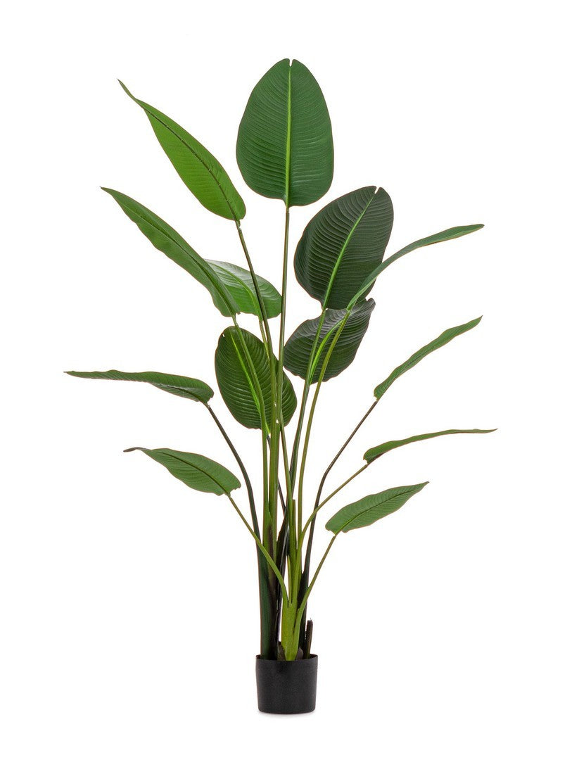 Orlando Store™ - Pianta Sterlitzia H185