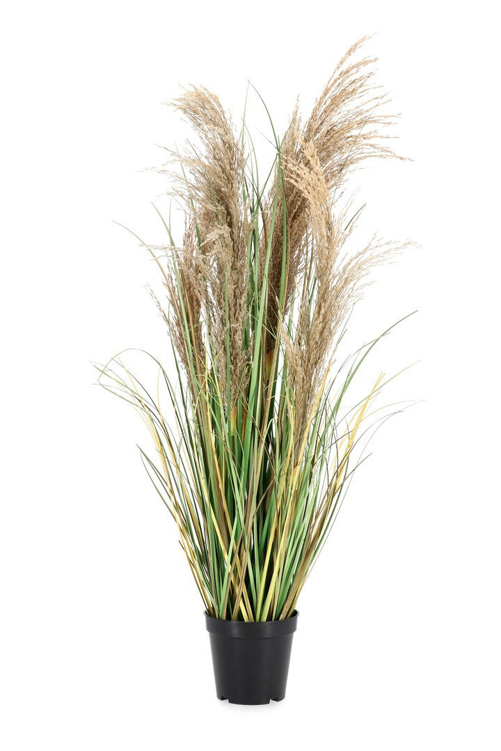 Orlando Store™ - Pianta Austorderia Pampas H90