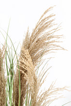 Load image into Gallery viewer, Orlando Store™ - Pianta Austorderia Pampas H90
