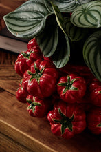 Load image into Gallery viewer, Orlando Store™ - Vaso Gazpacho Rosso Tondo D26
