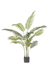 Load image into Gallery viewer, Orlando Store™ - Pianta Kenzia H120
