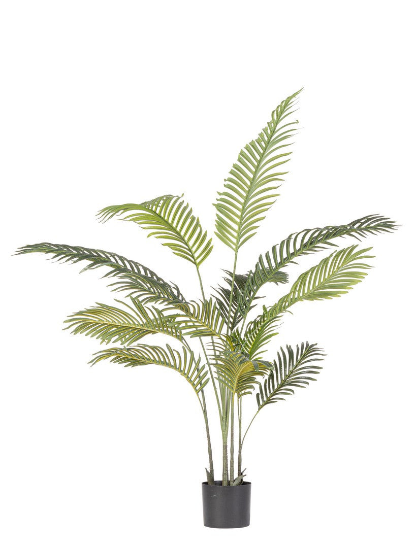 Orlando Store™ - Pianta Kenzia H120