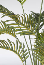 Load image into Gallery viewer, Orlando Store™ - Pianta Kenzia H120
