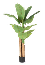 Load image into Gallery viewer, Orlando Store™ - Pianta Banano H150
