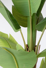 Load image into Gallery viewer, Orlando Store™ - Pianta Banano H150

