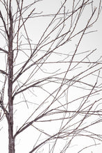 Load image into Gallery viewer, Orlando Store™ - Albero Bunch 2000 MICROLED
