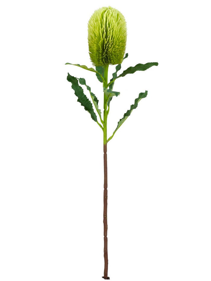 Orlando Store™ - Banksia Hazely Verde H65CM