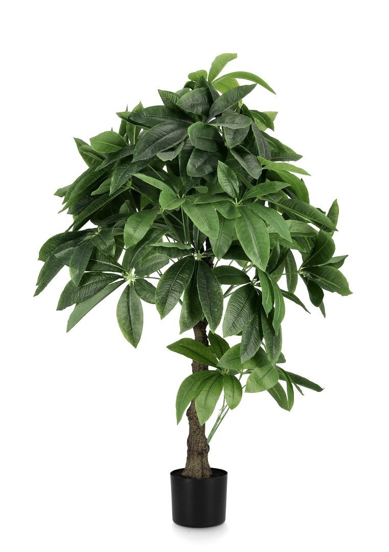 Orlando Store™ - Pianta Pachira Aquatica H120