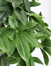 Load image into Gallery viewer, Orlando Store™ - Pianta Pachira Aquatica H120
