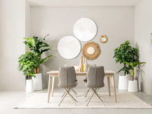 Load image into Gallery viewer, Orlando Store™ - Pianta Pachira Aquatica H120
