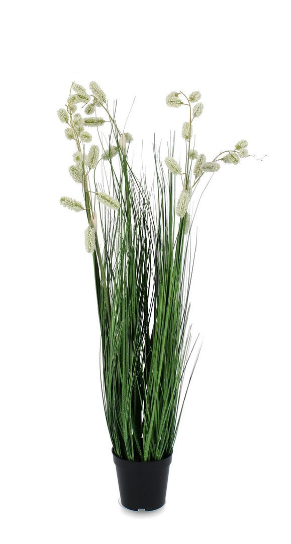 Orlando Store™ - Pianta Grevillea Bianco X5F H100