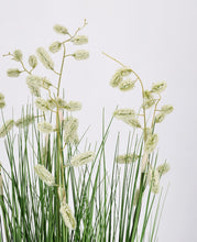 Load image into Gallery viewer, Orlando Store™ - Pianta Grevillea Bianco X5F H100
