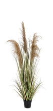 Load image into Gallery viewer, Orlando Store™ - Pianta Austorderia Pampas H145
