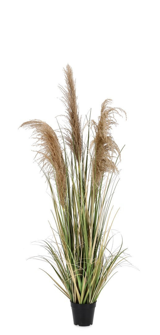 Orlando Store™ - Pianta Austorderia Pampas H145