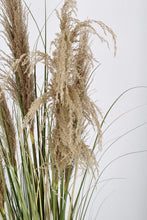 Load image into Gallery viewer, Orlando Store™ - Pianta Austorderia Pampas H145
