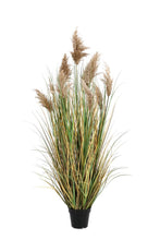 Load image into Gallery viewer, Orlando Store™ - Pianta Gynerium Pampas H150
