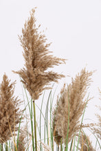 Load image into Gallery viewer, Orlando Store™ - Pianta Gynerium Pampas H150
