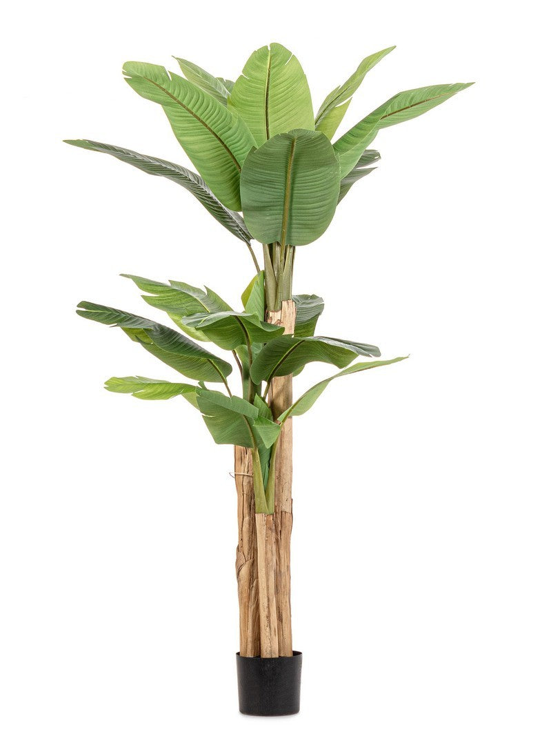 Orlando Store™ - Pianta Banano H200