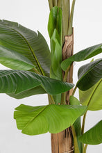 Carica l&#39;immagine nel visualizzatore di Gallery, Orlando Store™ - Pianta Banano H200
