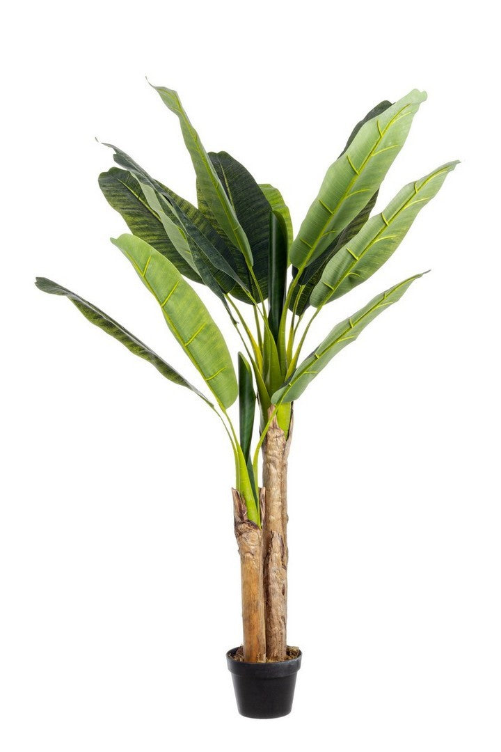 Orlando Store™ - Pianta Banano Con Vaso 14 Foglie